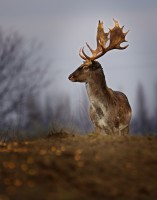 /album/vadfarm/a8o6h0451web-1-jpg/